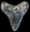 Colorful, Fossil Megalodon Tooth - South Carolina #50485-2